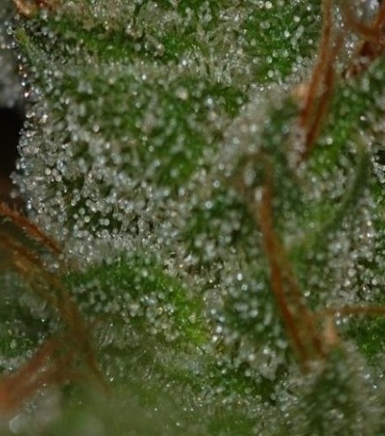 G13 Skunk (Mr Nice)