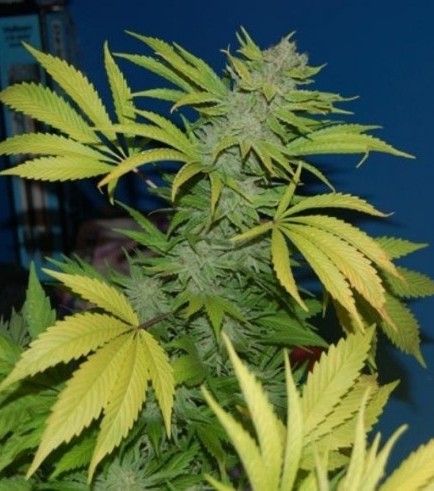 G13 Skunk (Mr Nice)