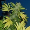 G13 Skunk (Mr Nice)