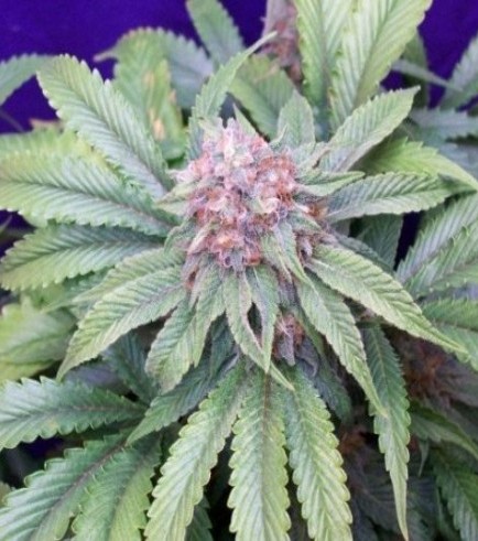 G13 Widow (Mr Nice)