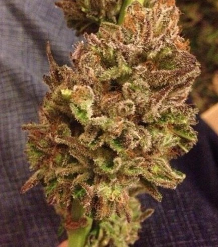 Strawberry Sour Diesel