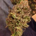 Strawberry Sour Diesel (Devil's Harvest Seeds)