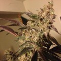 Strawberry Sour Diesel (Devil's Harvest Seeds)