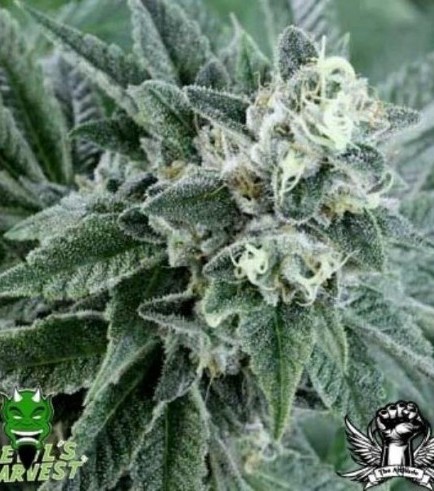 Strawberry Sour Diesel (Devil's Harvest Seeds)