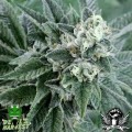 Strawberry Sour Diesel (Devil's Harvest Seeds)