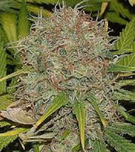 AK48 (Sagarmatha Seeds)