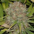 AK48 (Sagarmatha Seeds)