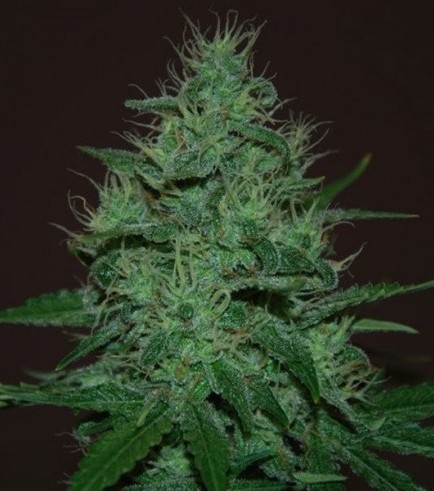 Amnesia Haze Autofloreciente