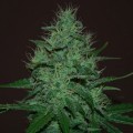 Amnesia Haze Autoflowering (Expert Seeds)