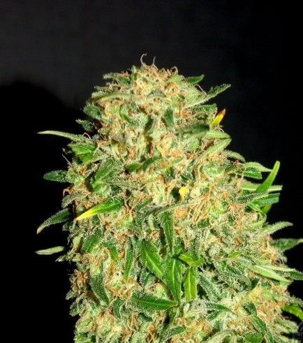 Gypsy Kush (Kannabia)