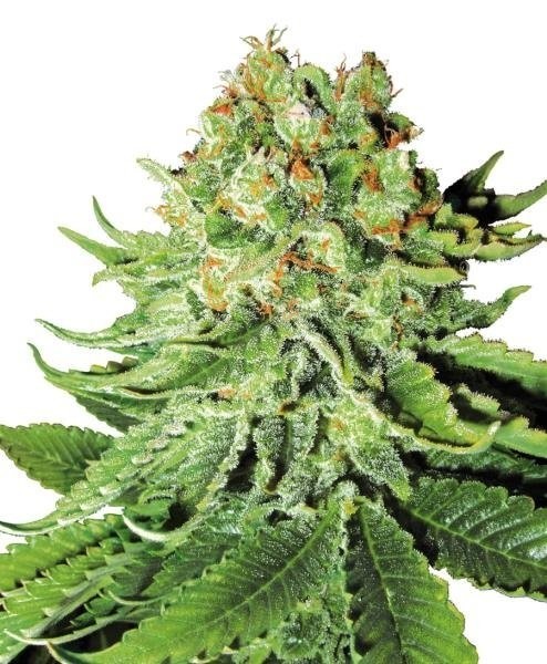 Northern Lights marijuana Samen auto-flowering, Auto-flowering cannabis  samen