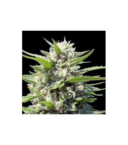 Northern Lights marijuana Samen auto-flowering, Auto-flowering cannabis  samen