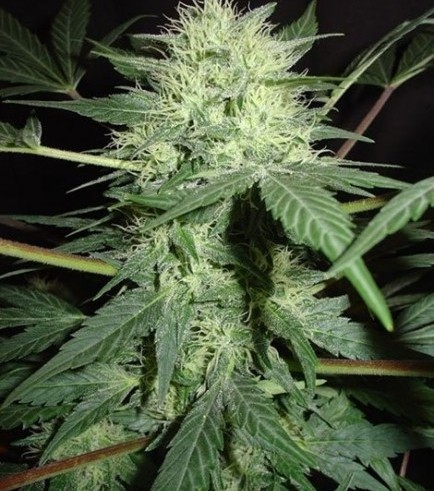 Northern Lights Autoflowering (Homegrown Fantaseeds)