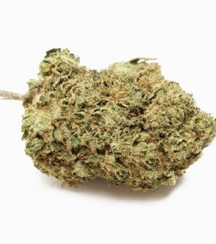 Jack Herer Autofloreciente