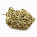 Jack Herer Autofloraison