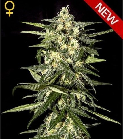 Jack Herer Autofloreciente