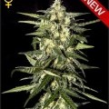 Jack Herer Autofloreciente