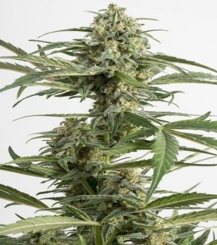 Critical Cheese Autoflowering (Dinafem)