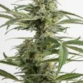 Critical Cheese Autoflowering (Dinafem)