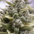 OG Kush Autoflowering (Humboldt Seeds)