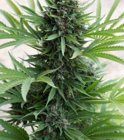 Sour Diesel Autofloreciente