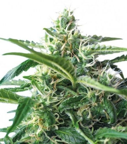 Skunk Autoflowering (Bulk Seeds)