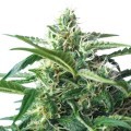 Skunk Autoflowering (Bulk Seeds)