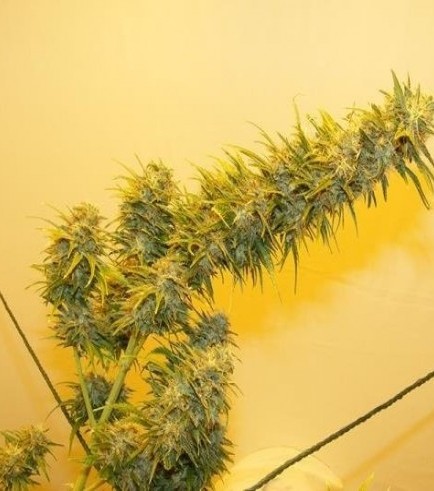 G13 Haze (Mr. Nice)