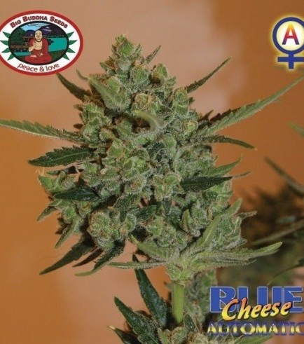 Blue Cheese Autoflowering (Big Buddha Seeds)