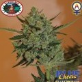 Blue Cheese Autoflowering (Big Buddha Seeds)