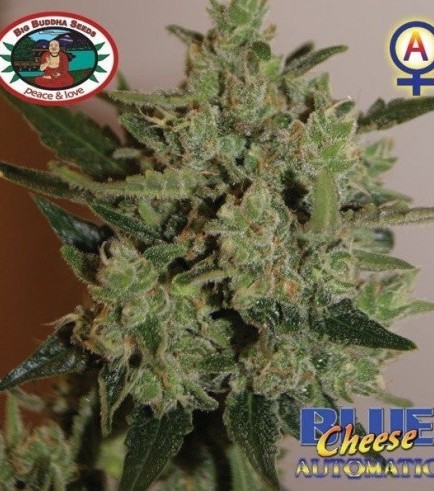 Blue Cheese Autoflowering (Big Buddha Seeds)