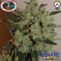 Blue Cheese Autoflowering (Big Buddha Seeds)