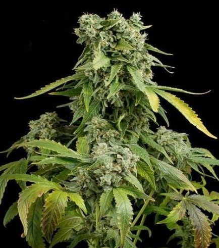 Blue Cheese Autoflowering (Dinafem)