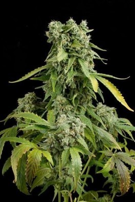 Blue Cheese Autofloreciente