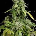 Blue Cheese Autoflowering (Dinafem)