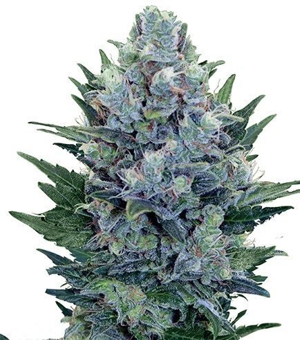 Blue Cheese Autoflowering (Zativo)