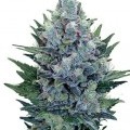 Blue Cheese Autoflowering (Zativo)