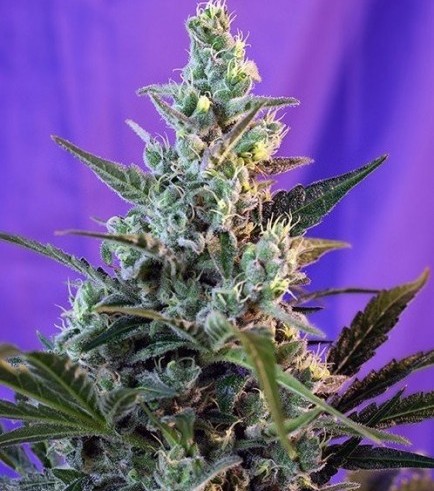 Sweet Skunk Autoflowering (Sweet Seeds)