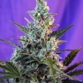 Sweet Skunk Autoflowering (Sweet Seeds)