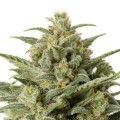 White Widow Autofloreciente