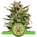 White Widow Autofloreciente