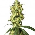 White Widow Autofloreciente