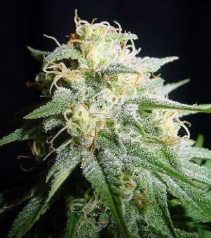 White Widow Autofloreciente