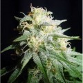 White Widow Autofloreciente