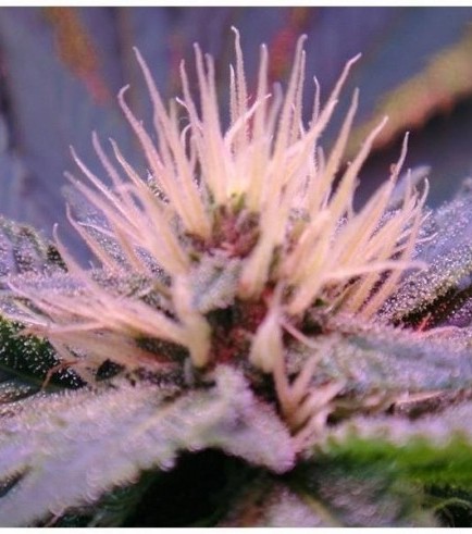 Blue Mystic (Nirvana Seeds)