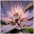 Blue Mystic (Nirvana Seeds)