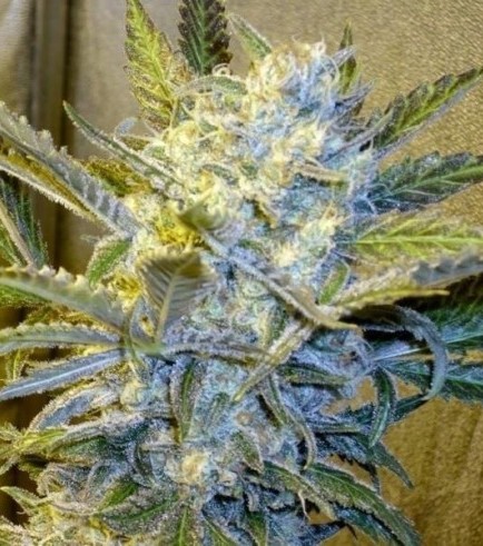 Blue Mystic