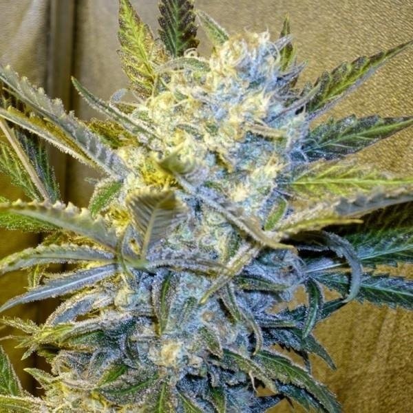 Blue Mystic - Strain Information - CannaConnection