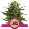 Blue Mystic (Royal Queen Seeds)