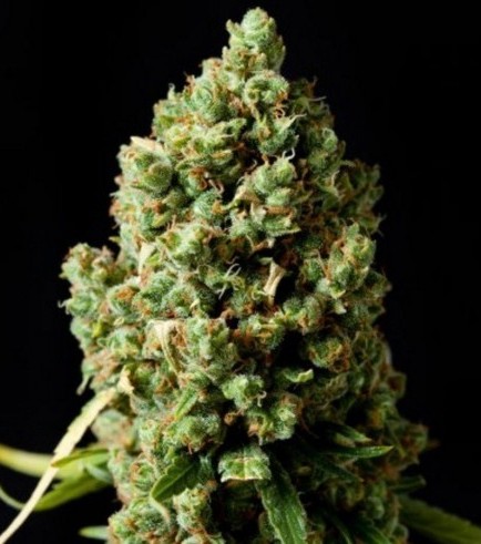 Pineapple Express Autofloraison (Barney's Farm)